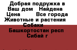 Добрая подружка,в Ваш дом!!!Найдена › Цена ­ 10 - Все города Животные и растения » Собаки   . Башкортостан респ.,Сибай г.